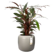 amber beads small 40cm balanced beige